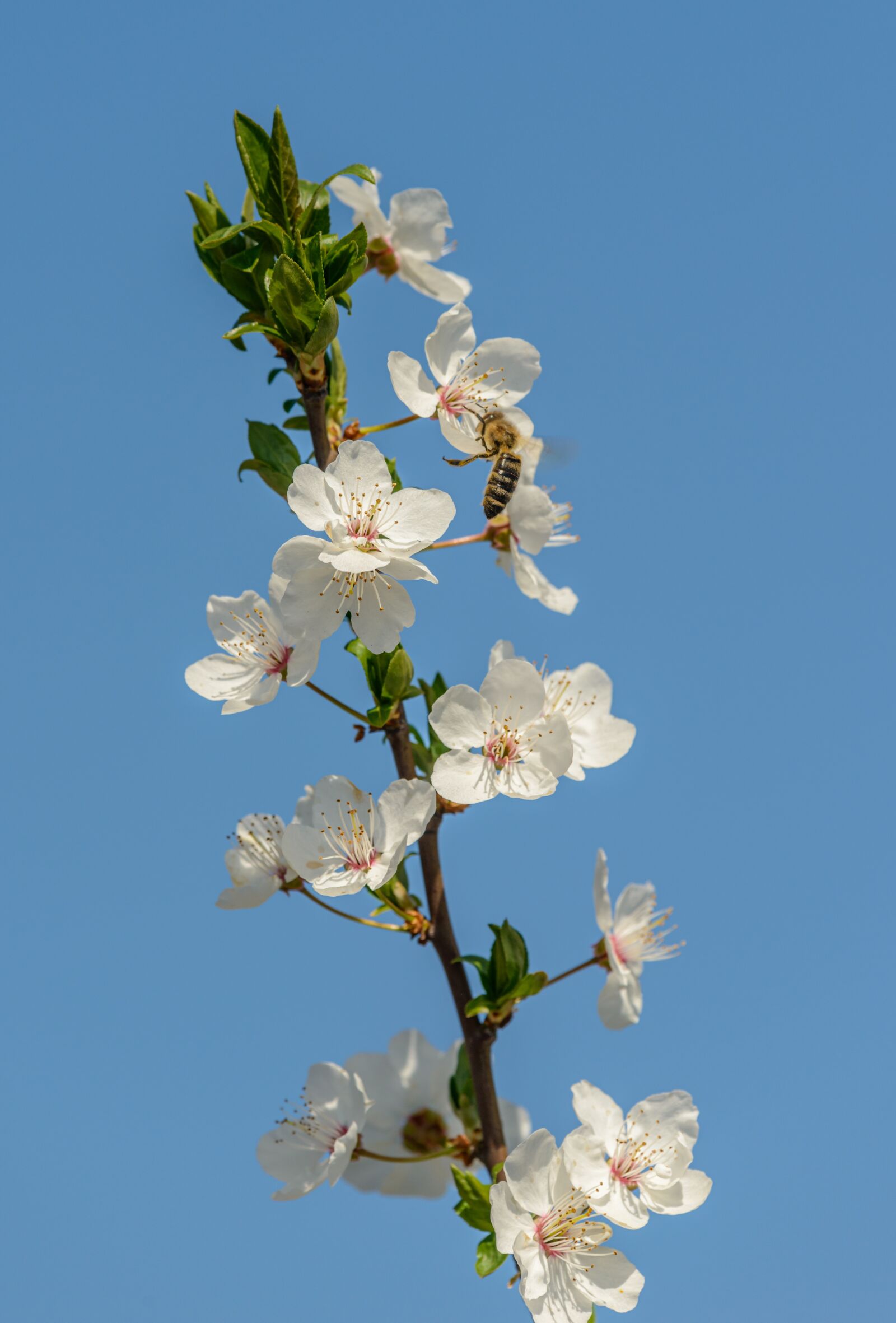 Nikon D800E sample photo. Flowers, cherry, white photography