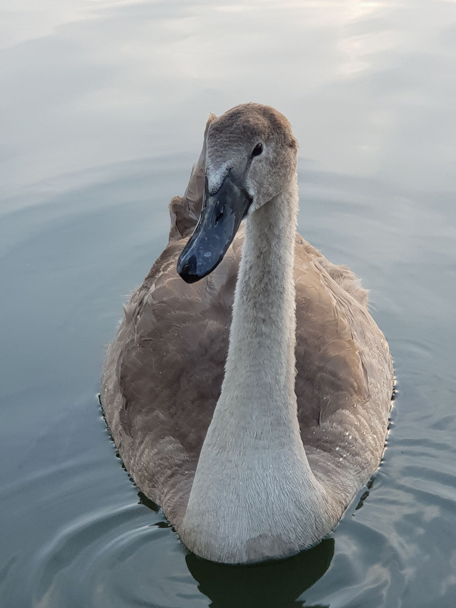 Samsung Galaxy S9+ sample photo. Swan, animal children, water photography
