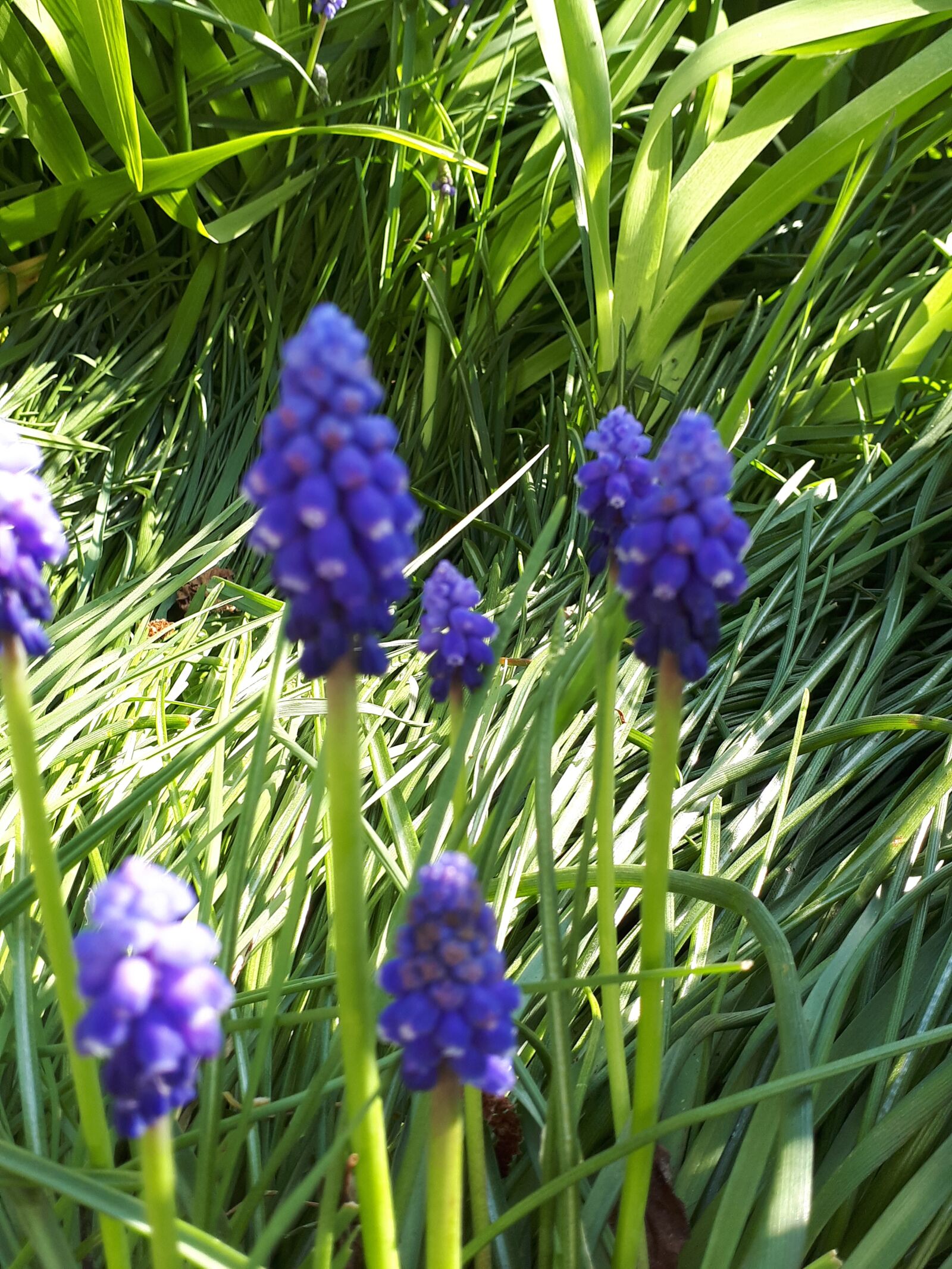 Samsung Galaxy A5(2017) sample photo. Fleurs, nature, plante photography