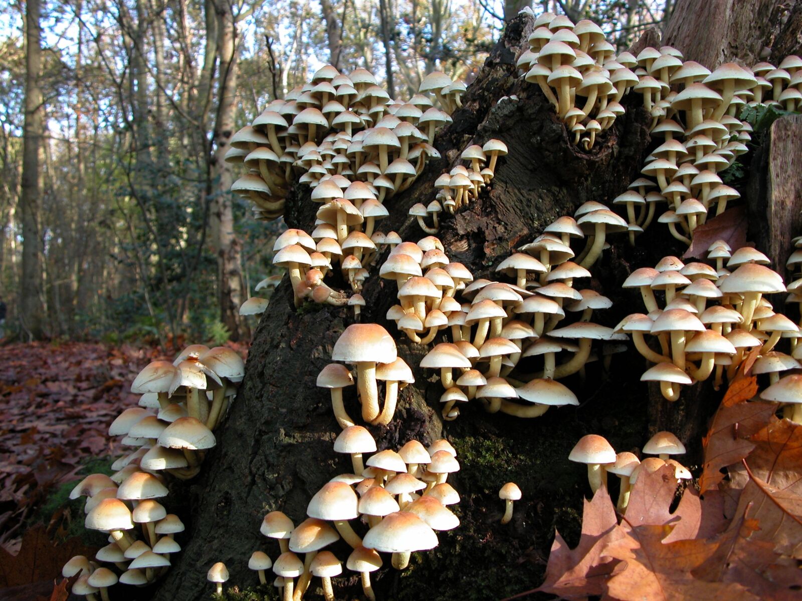 Nikon E5700 sample photo. Mushroom, nature, autumn photography