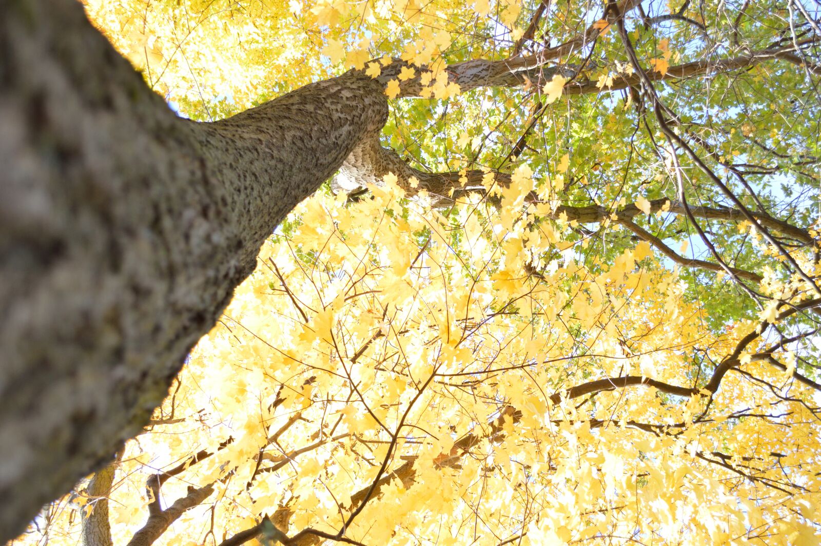 Nikon D3200 sample photo. Tree, fall, yellow photography