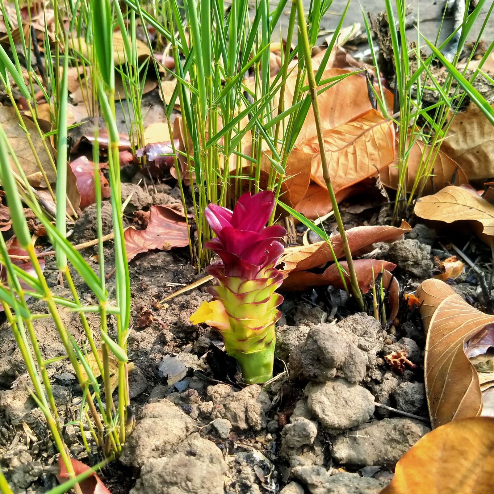 OPPO A5 2020 sample photo. Nature, flower, warm photography