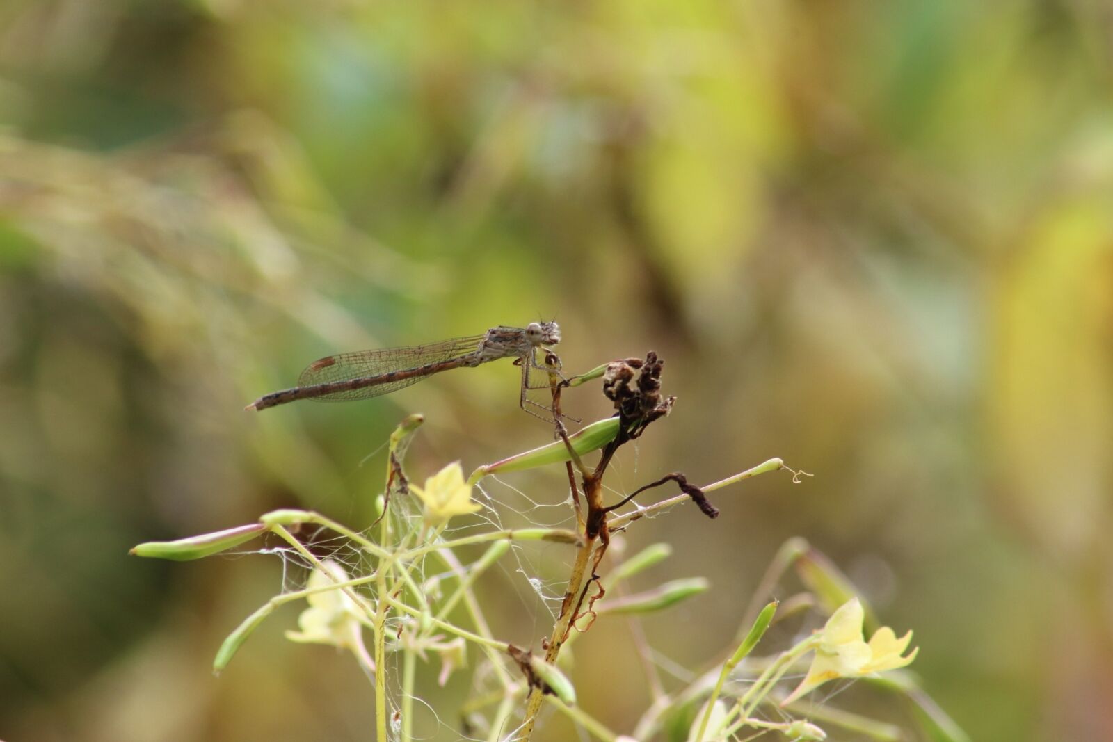 Canon EOS 1200D (EOS Rebel T5 / EOS Kiss X70 / EOS Hi) sample photo. Nature, no one, outdoors photography