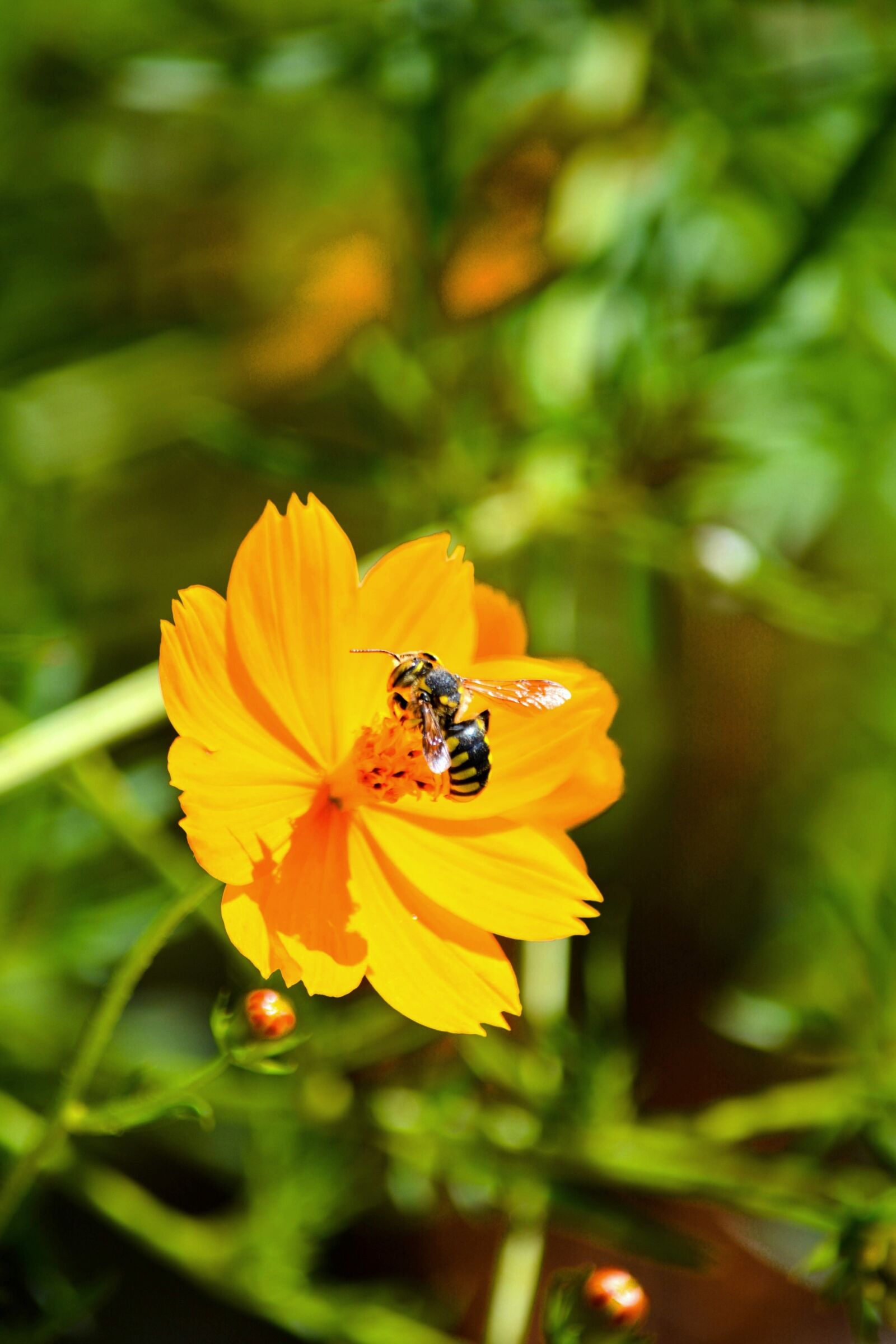 Nikon D7100 sample photo. Flower, bee, insect photography