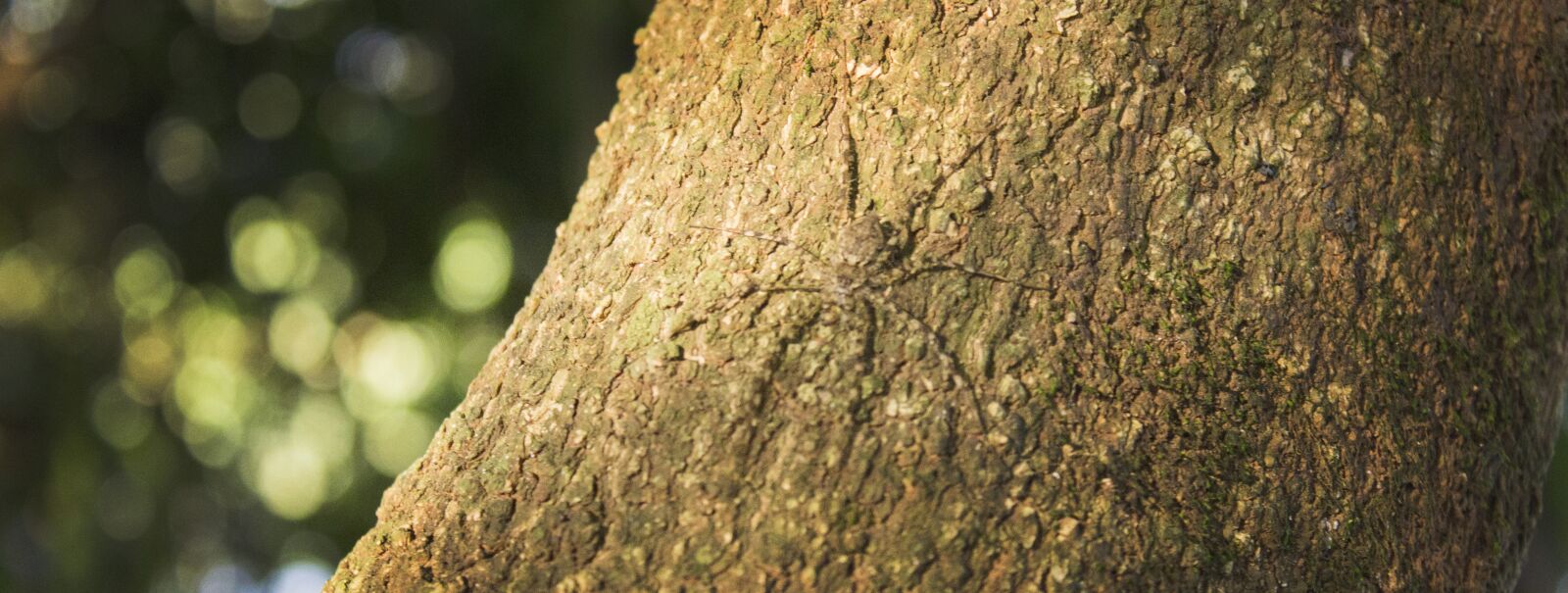 Canon EOS 600D (Rebel EOS T3i / EOS Kiss X5) sample photo. Spider, tree, nature photography
