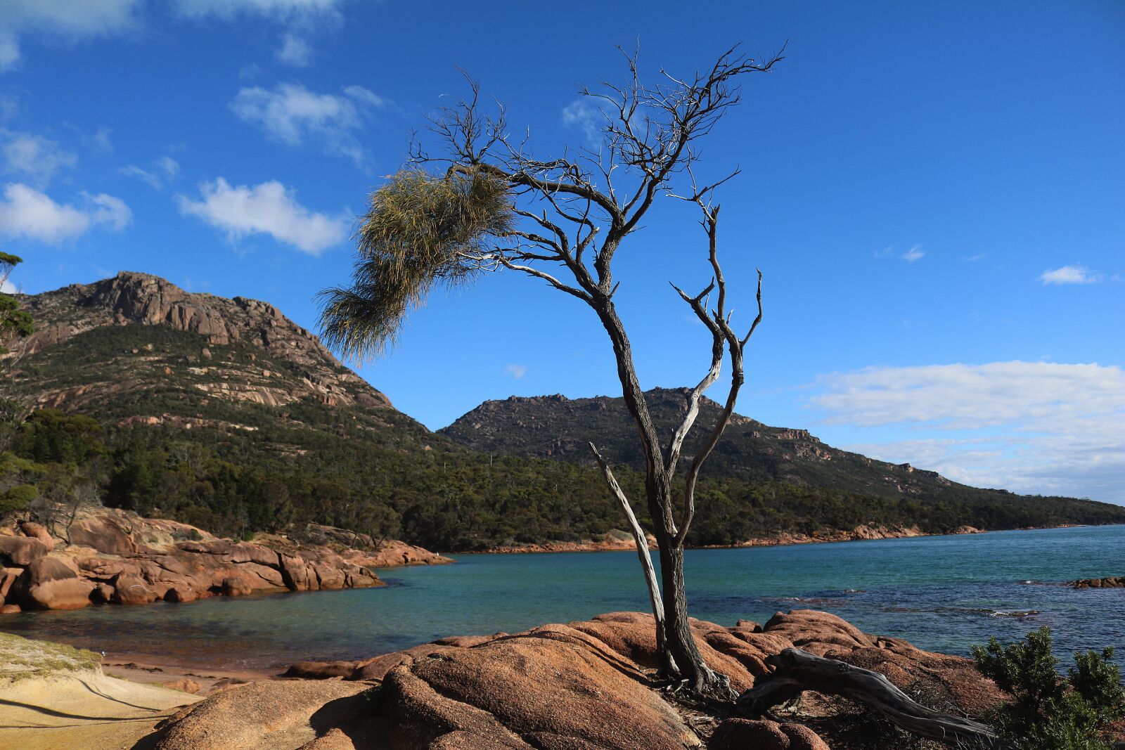 Canon EOS 750D (EOS Rebel T6i / EOS Kiss X8i) sample photo. Tree, bank, landscape photography