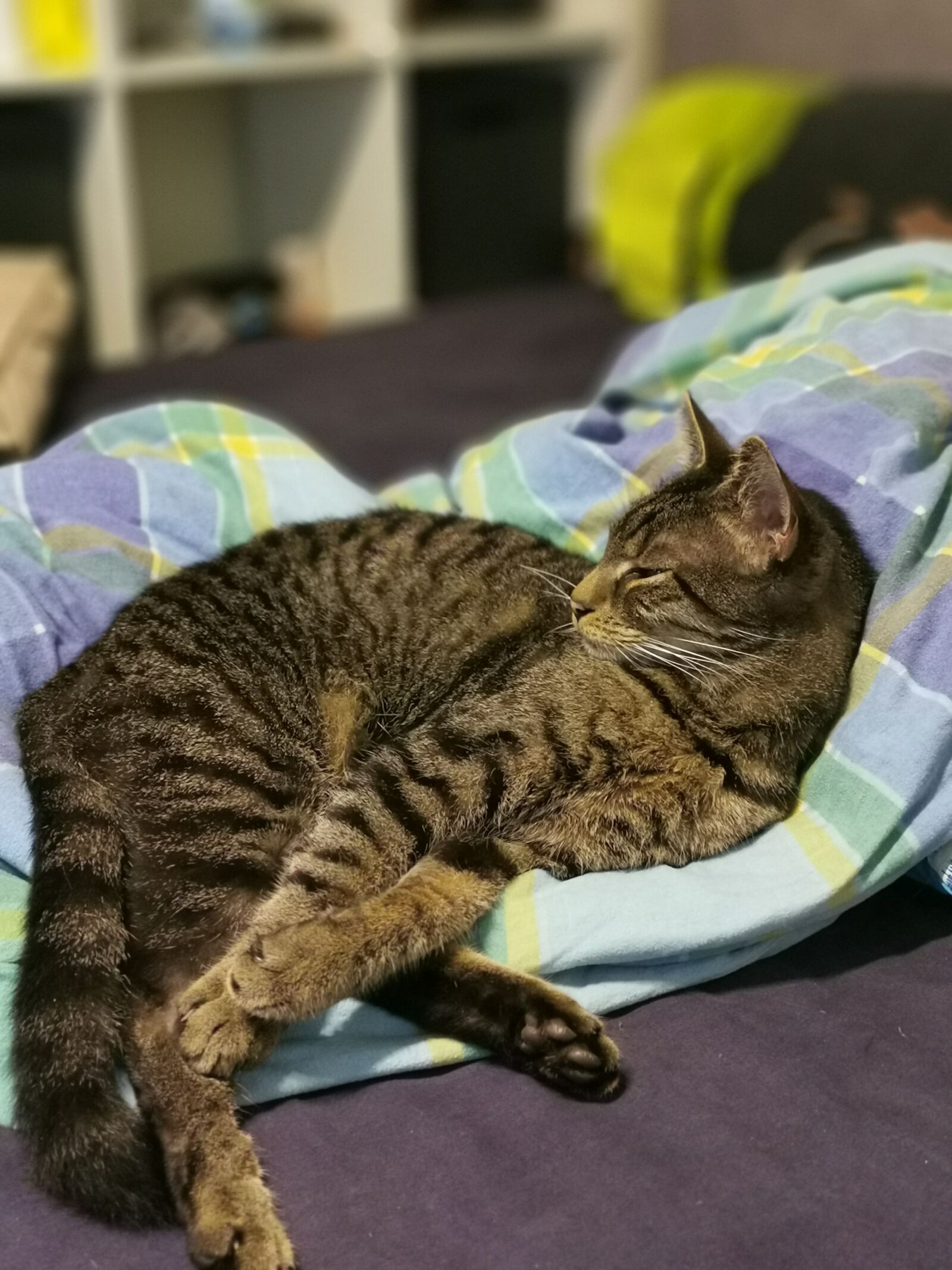 HUAWEI P30 Pro sample photo. Cat, cuddle, animal photography