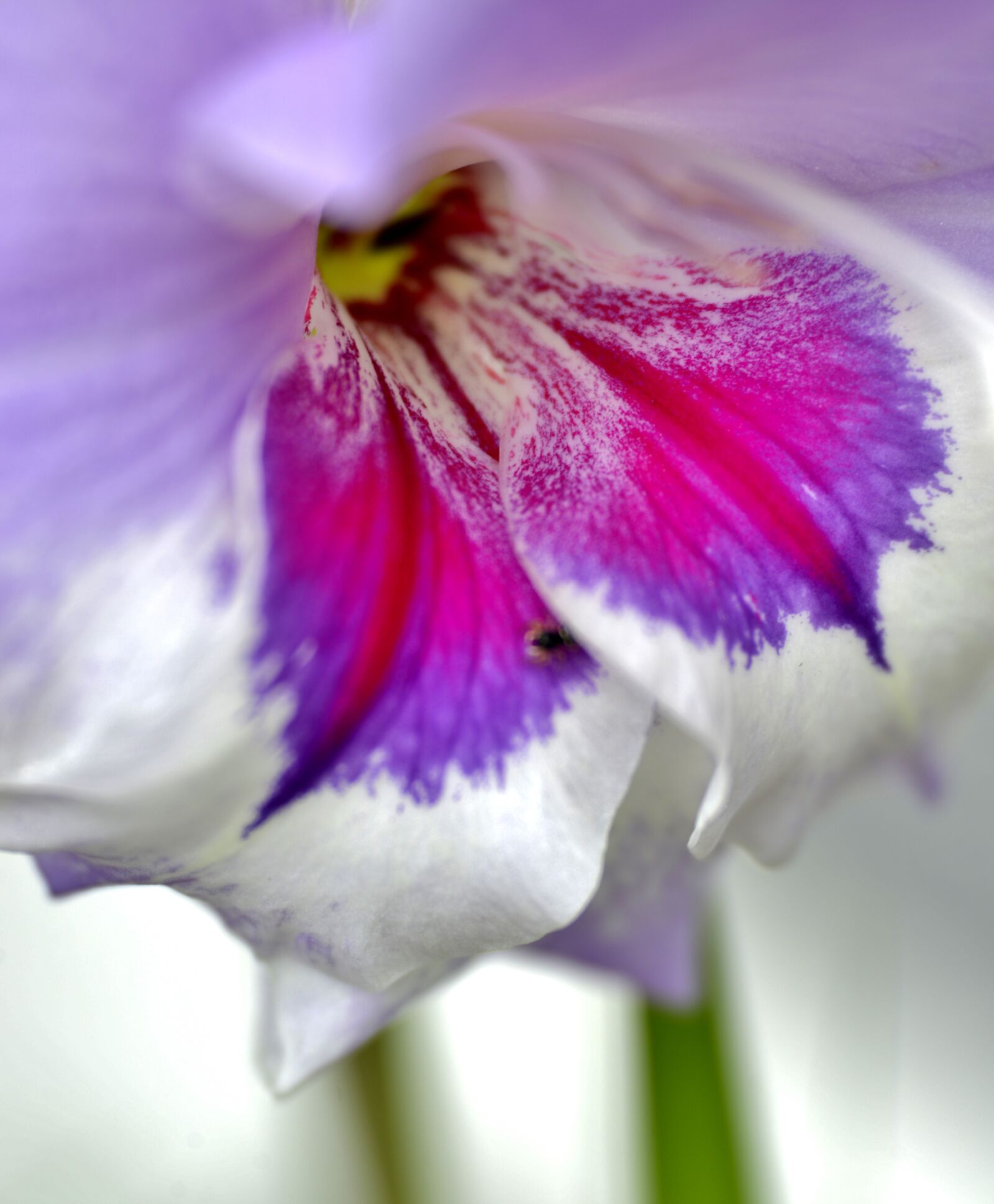 Nikon D600 sample photo. Gladiolus, stamens, petals photography