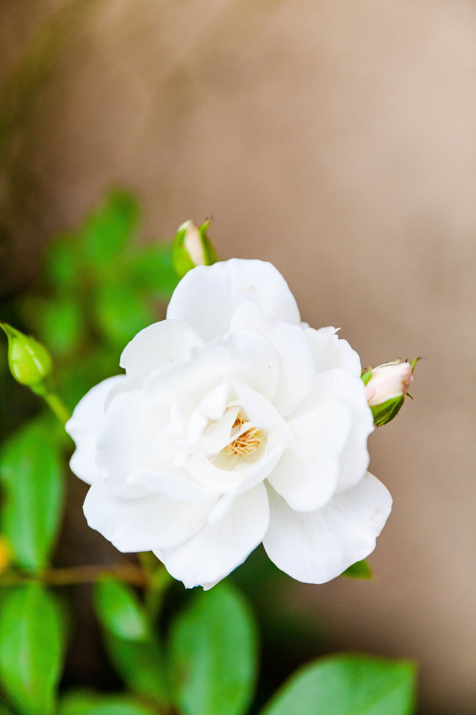 Canon EOS 5D Mark II sample photo. Garden, nature, plant, rain photography