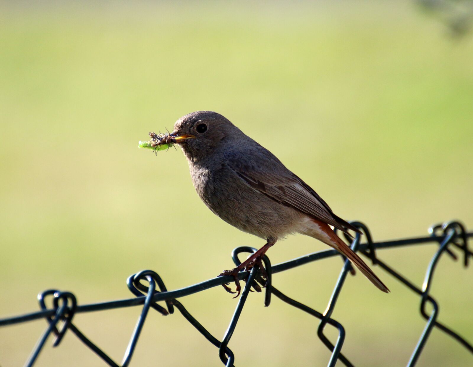 Canon EOS 70D sample photo. Black redstart bird, bird photography