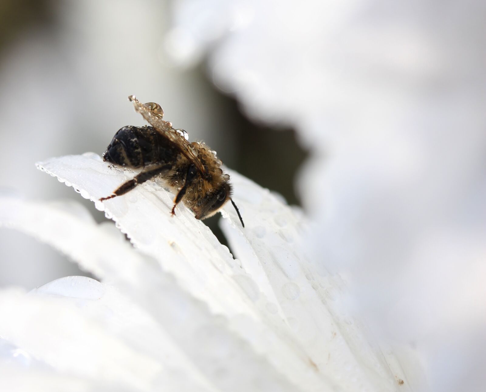 Canon EF-S 60mm F2.8 Macro USM sample photo. Bee, wet, drops photography