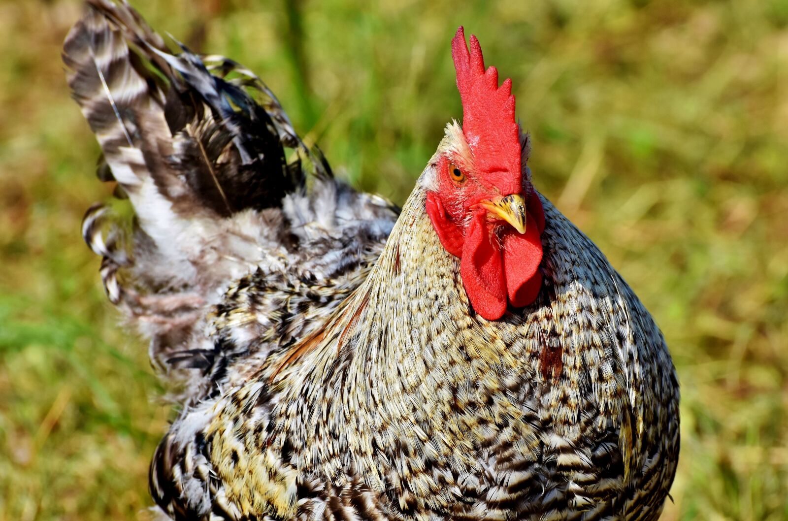 Nikon D7200 sample photo. Hahn, gockel, poultry photography