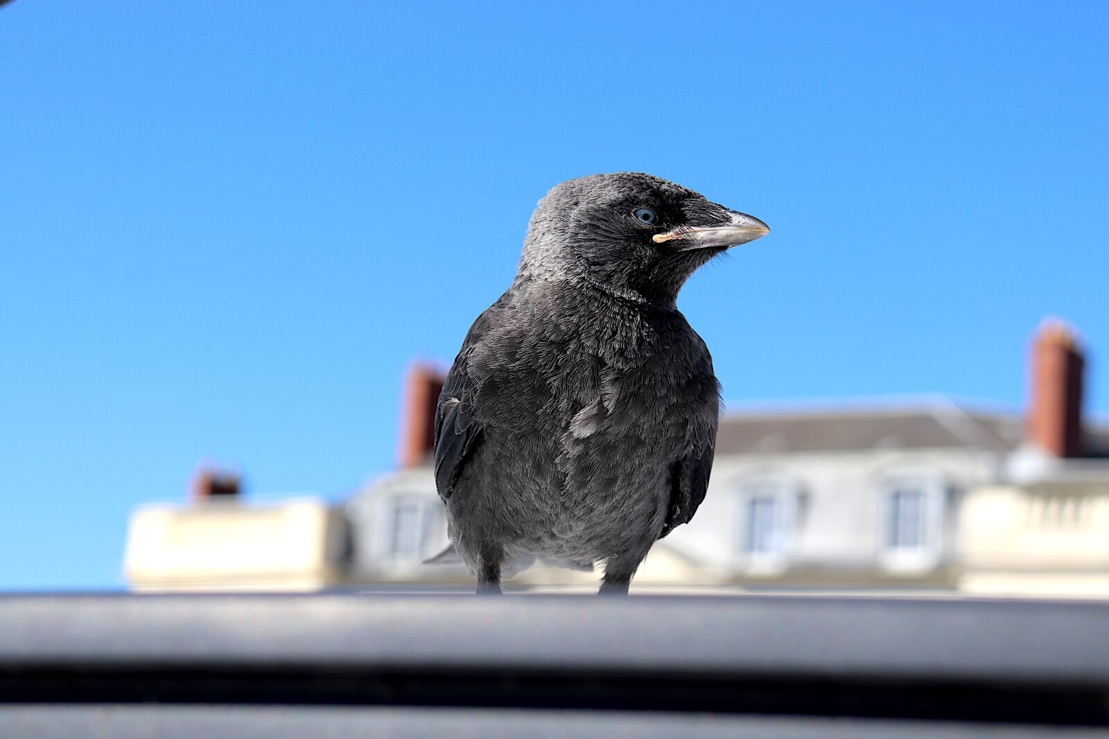 Canon EOS 800D (EOS Rebel T7i / EOS Kiss X9i) sample photo. Jackdaw, young jackdaw, corvidae photography