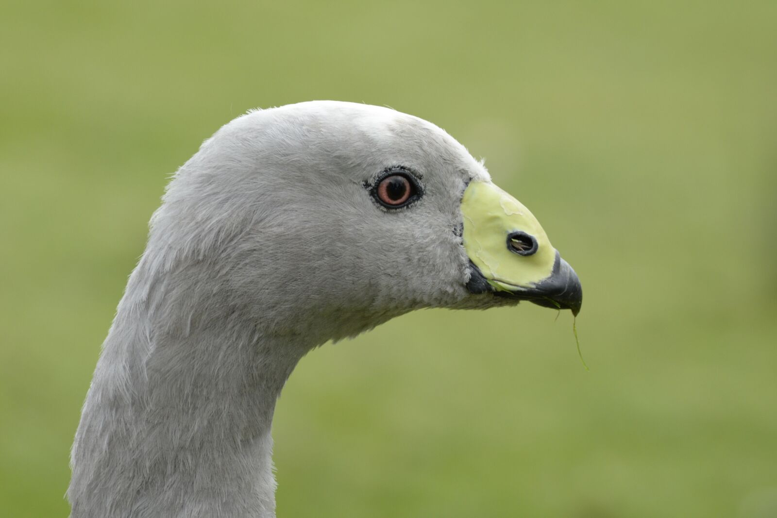 Nikon D610 sample photo. Cape barren goose, goose photography