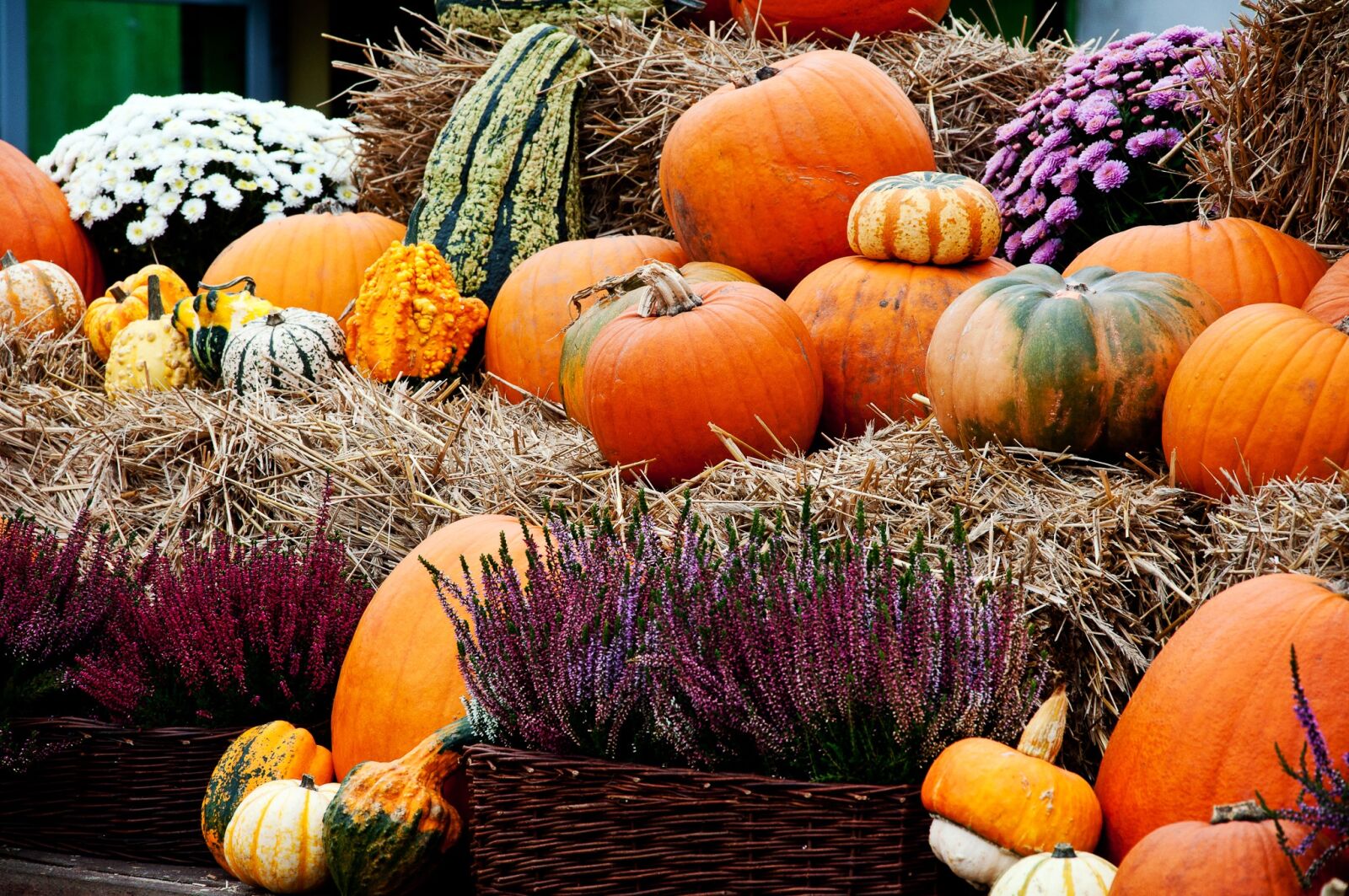 Nikon D90 sample photo. Pumpkin, autumn, pumpkins photography