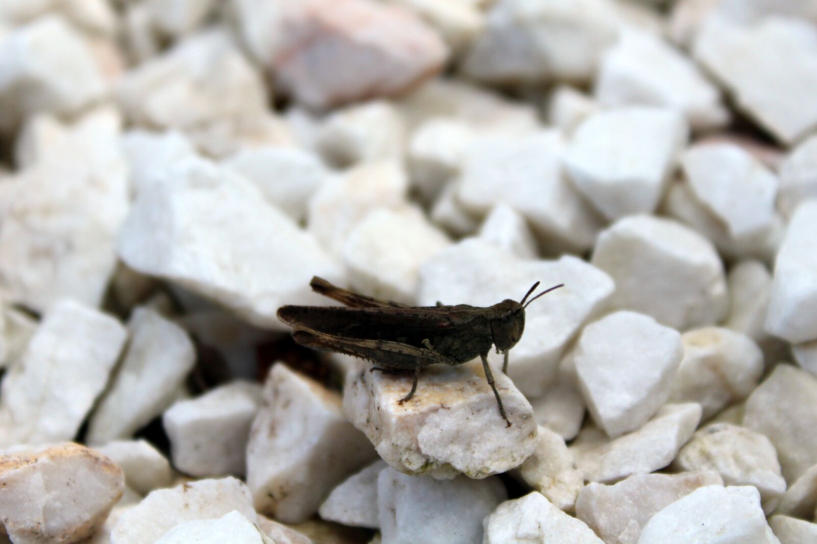 Canon EOS 1200D (EOS Rebel T5 / EOS Kiss X70 / EOS Hi) sample photo. Grasshopper, insect, nature photography