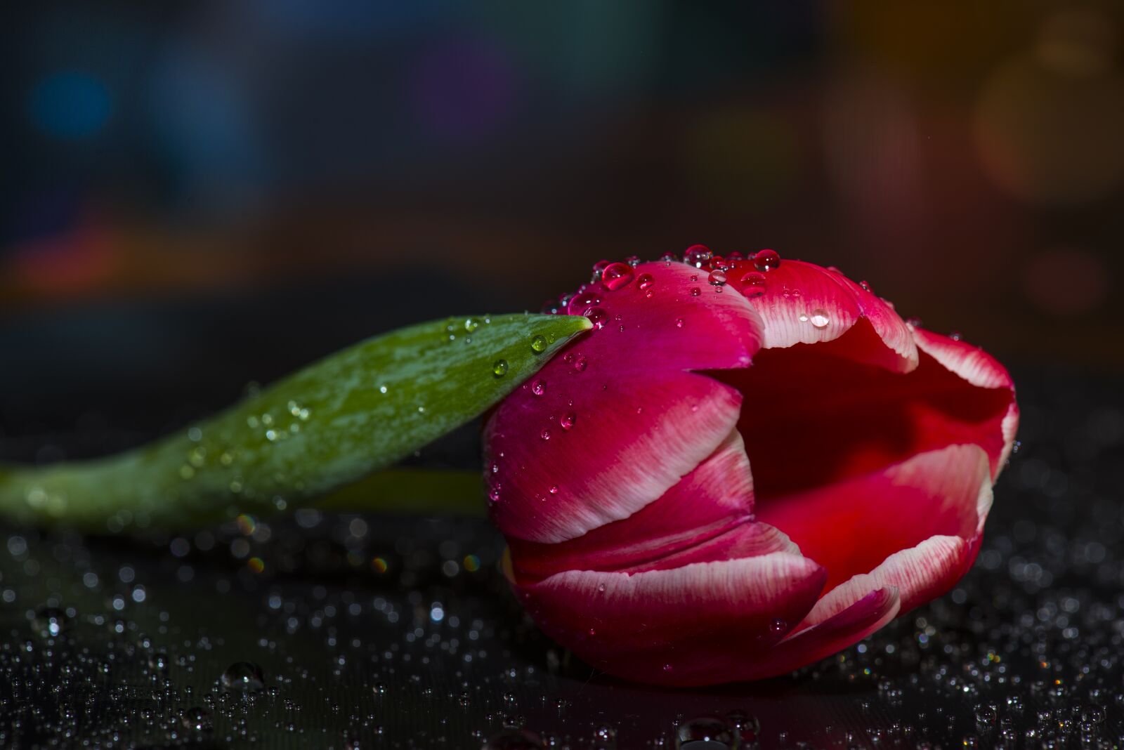 Nikon D610 sample photo. Tulip, flower, nature photography