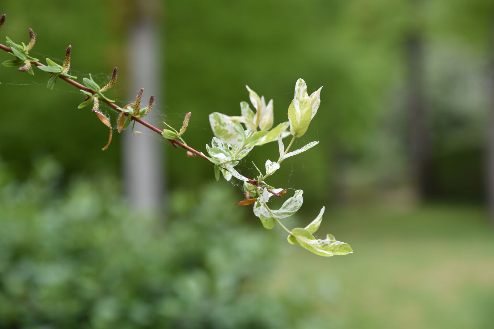 Nikon D5600 sample photo. Nature, plant, leaf photography