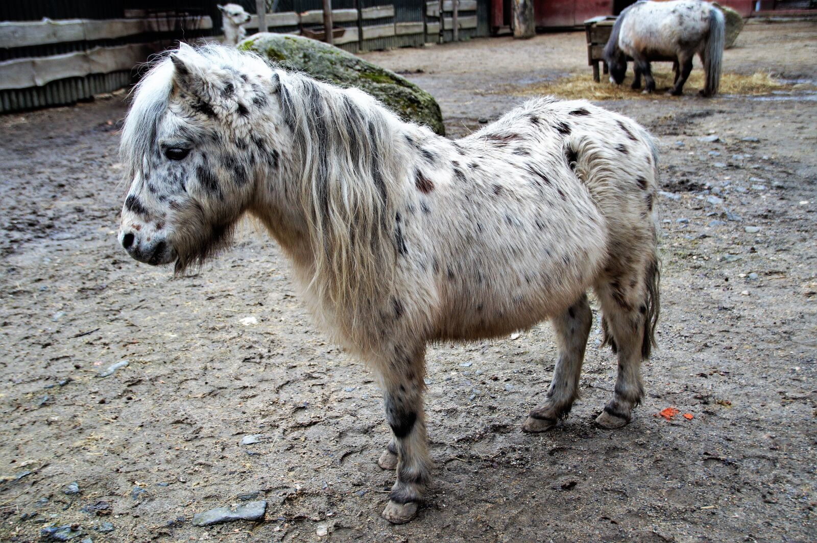 Sony SLT-A58 sample photo. Pony, grasshopper, horse photography