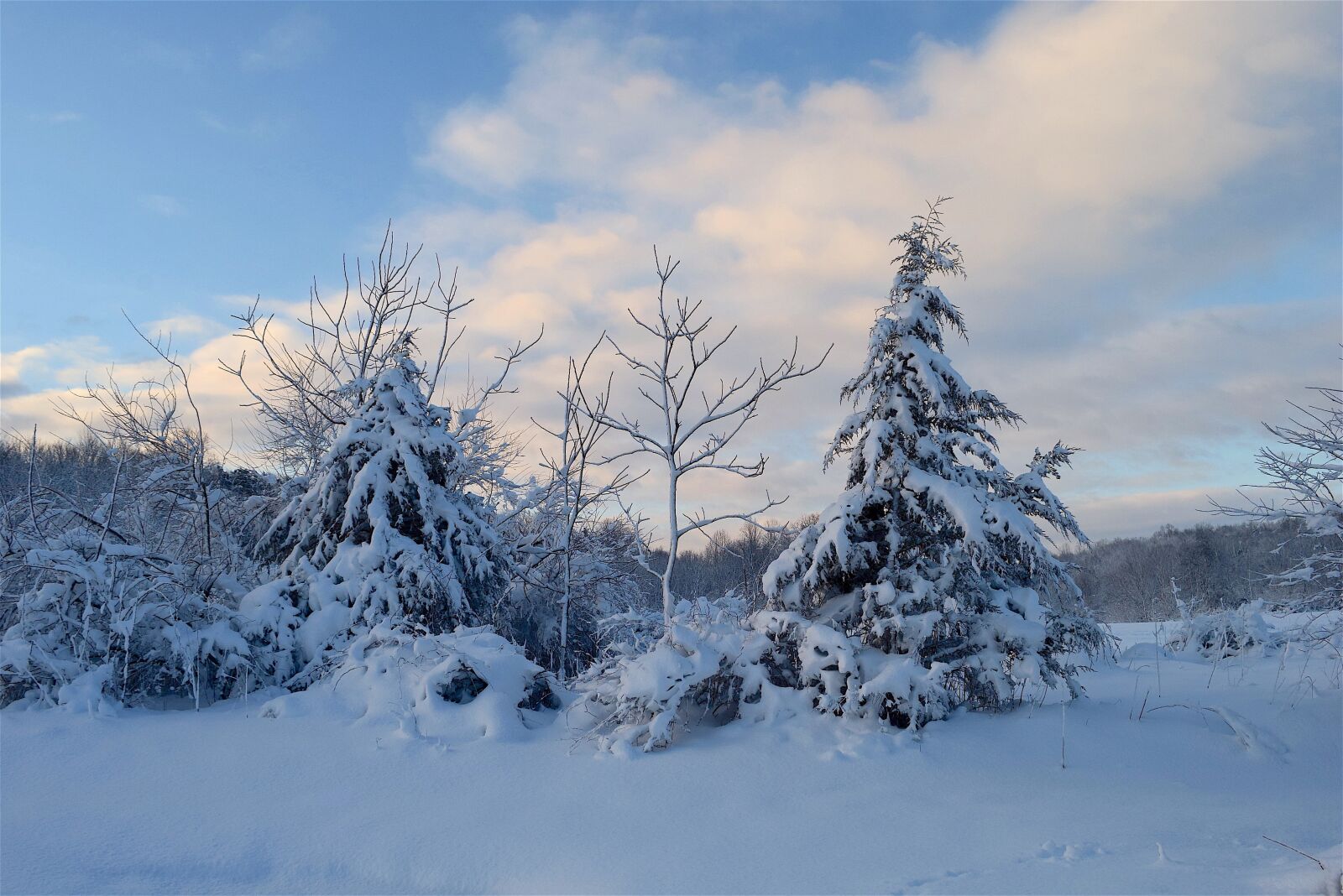 Nikon D3300 sample photo. Snow, tree, winter photography