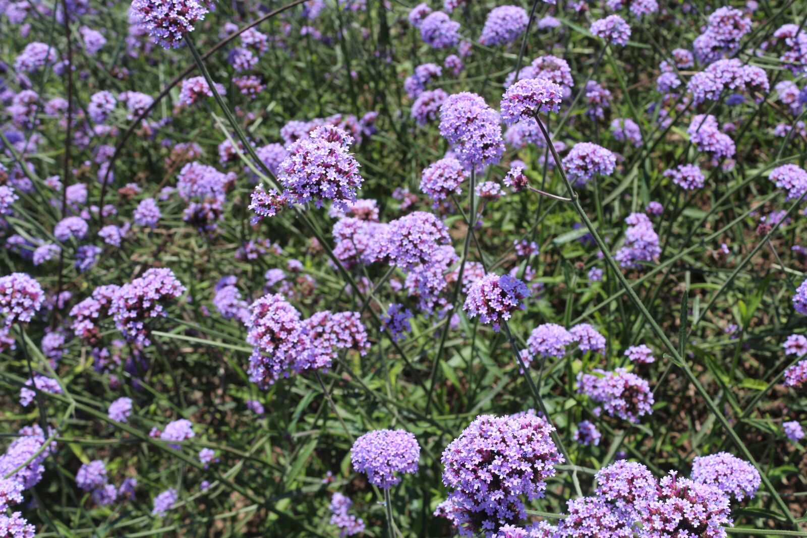 Canon EOS 650D (EOS Rebel T4i / EOS Kiss X6i) sample photo. Flowers, verbena, purple photography
