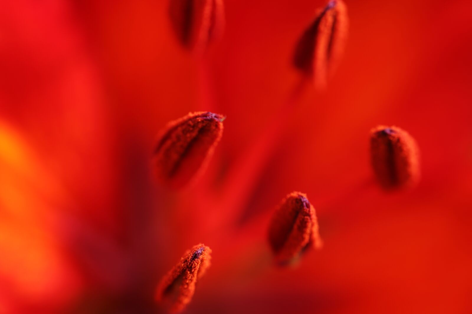 Canon EOS 6D Mark II sample photo. Lily, summer flowers, nature photography