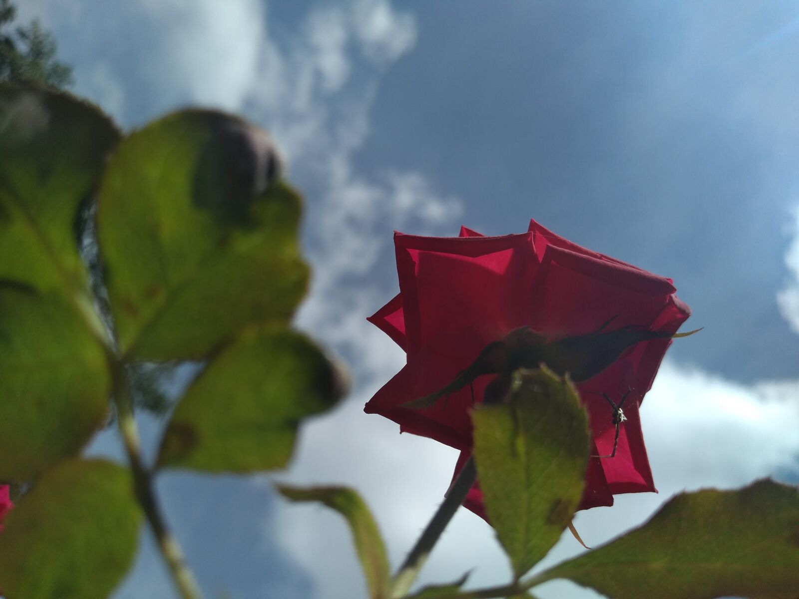 Motorola moto g(6) play sample photo. Nature, rosa, plant photography
