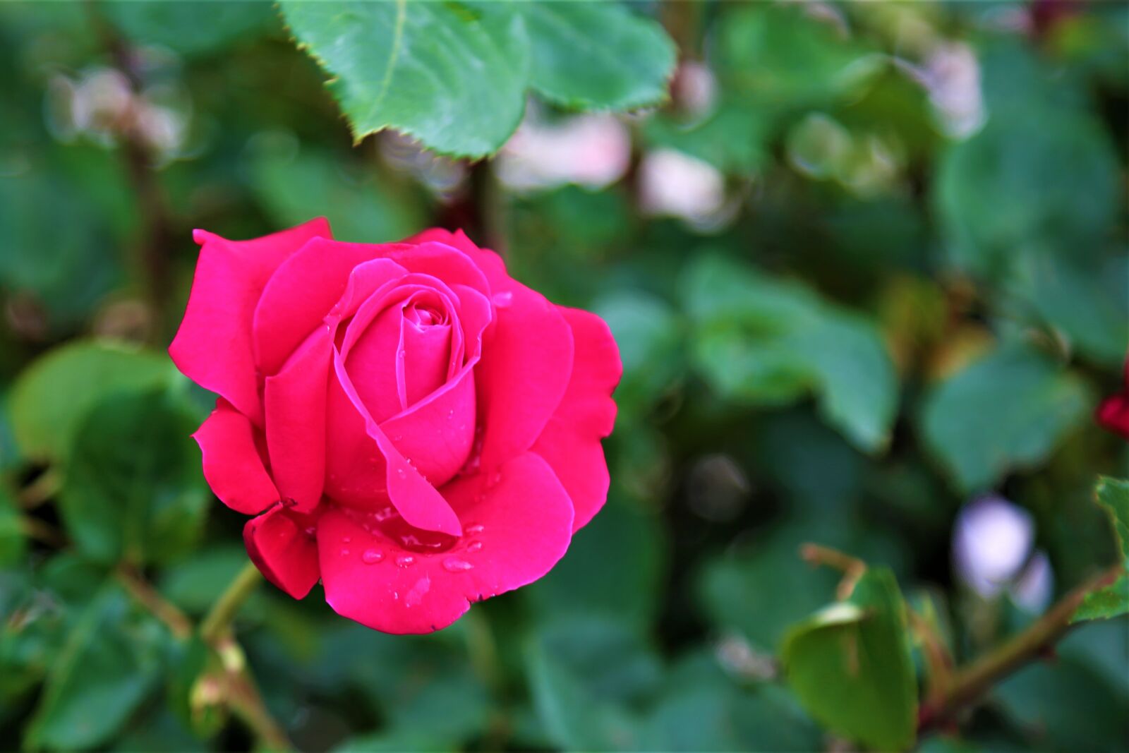 Canon EOS 5D Mark III sample photo. Rose, spring, nature photography