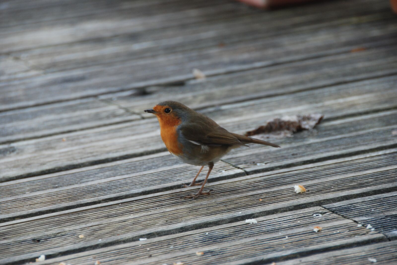 Nikon D80 sample photo. Bird, winter, robin photography