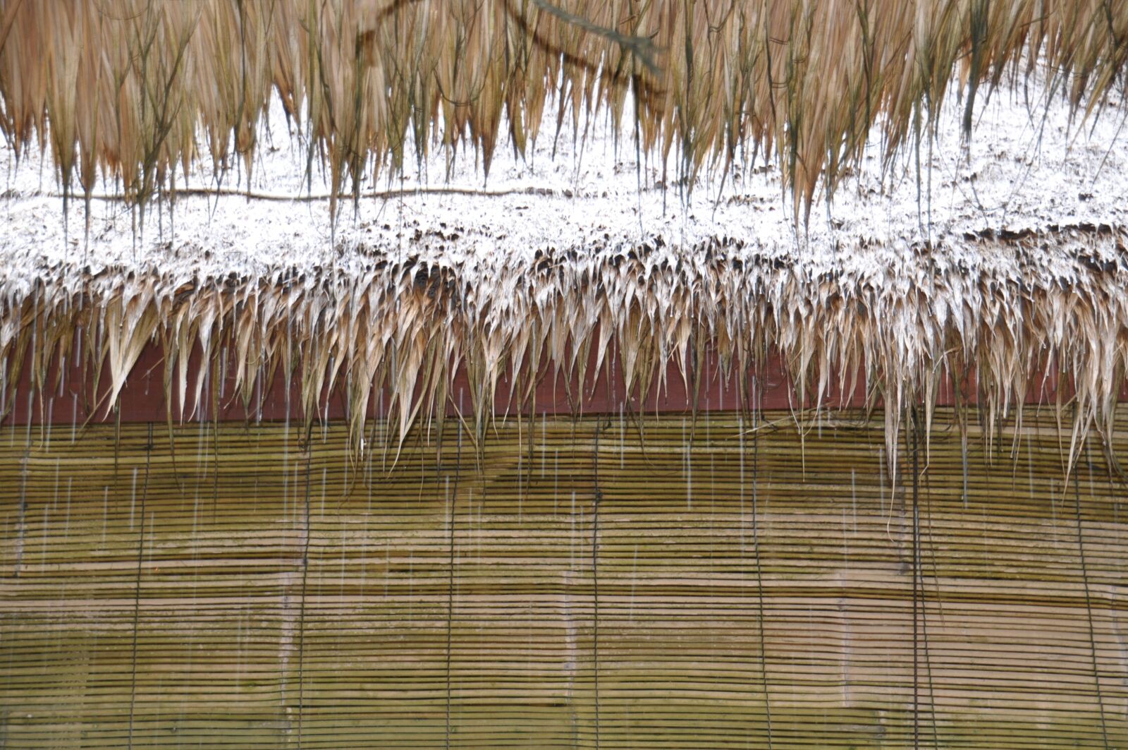 Nikon D5000 sample photo. Nature, rain, tropics photography