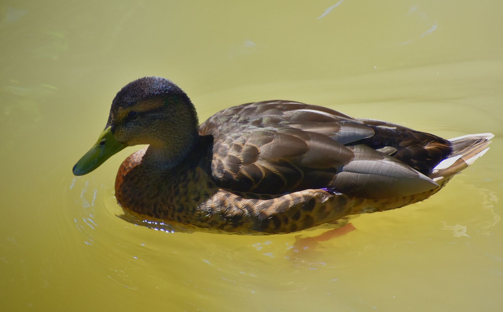 Nikon D7200 sample photo. Water bird, duck, plumage photography