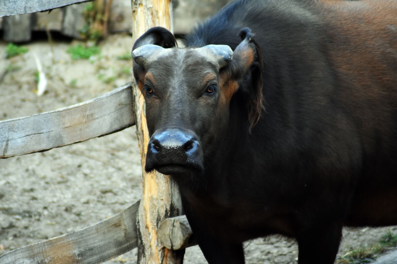 Nikon D3400 sample photo. Buffalo, animal, background photography
