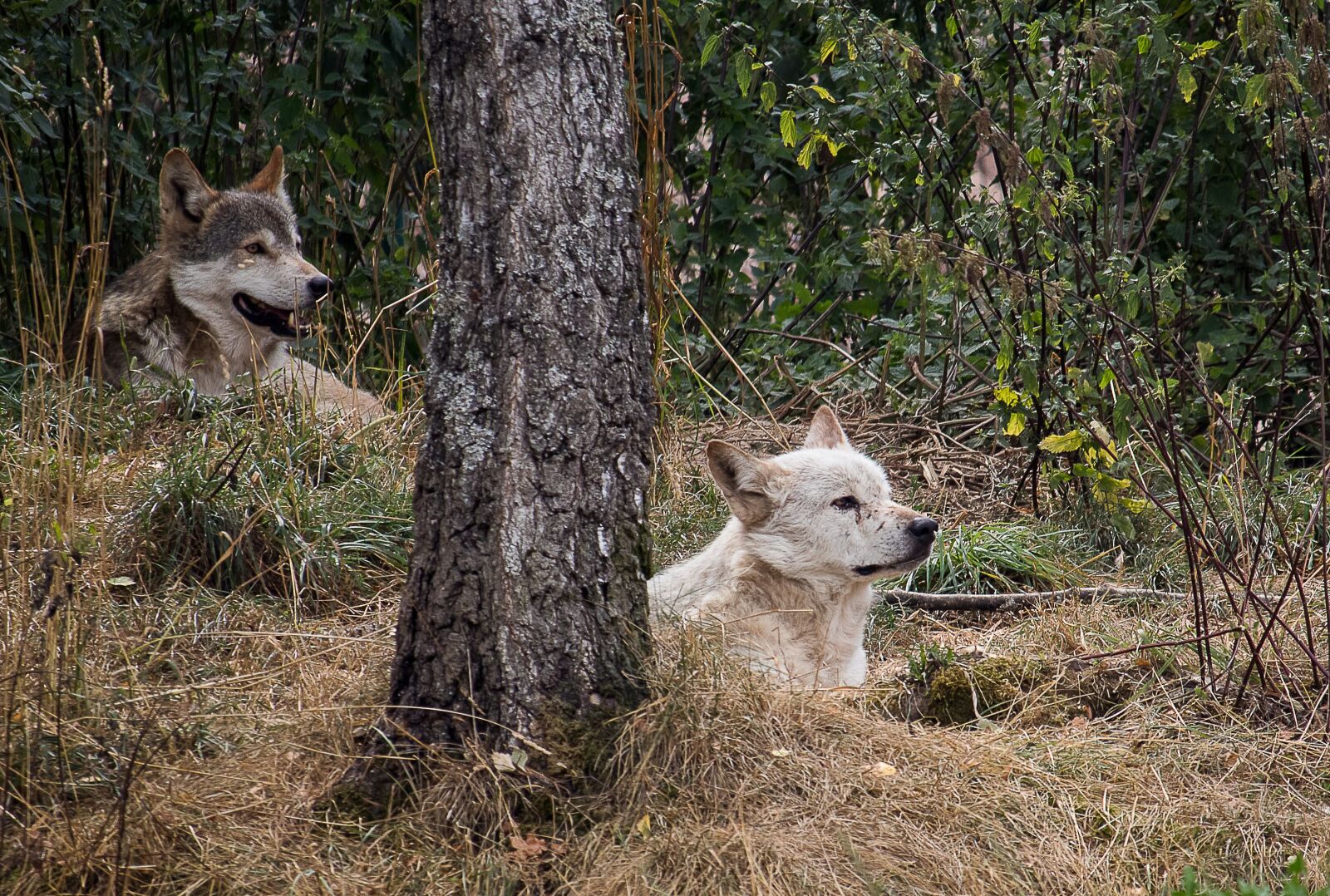 Canon EF-S 55-250mm F4-5.6 IS STM sample photo. Wolf, predator, animal photography