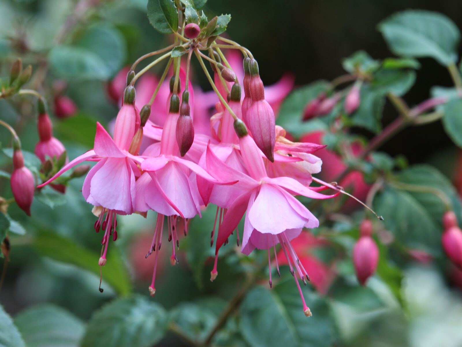 Canon EOS 1300D (EOS Rebel T6 / EOS Kiss X80) sample photo. Fuchsia, pink, flowers photography