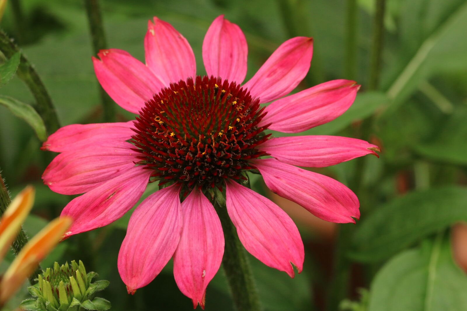 Canon EOS 70D sample photo. Echinacea purpurea, flower, medicinal photography