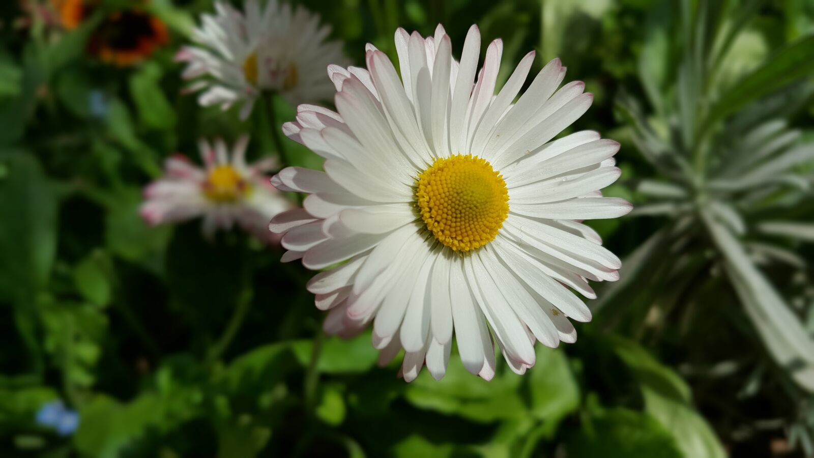 Samsung Galaxy Note5 sample photo. Daisy, flowers, spring photography