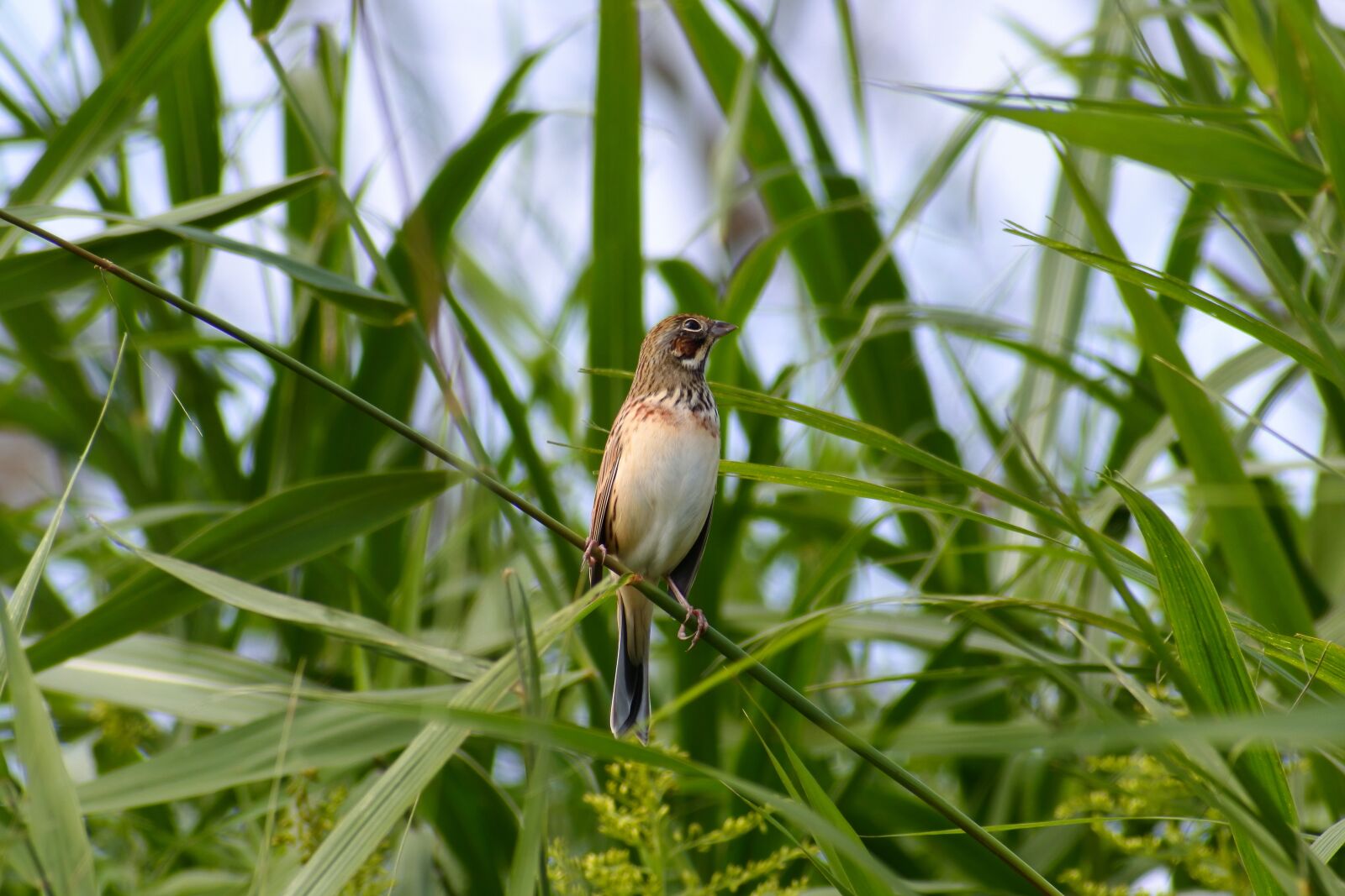 VR 70-300mm f/4.5-6.3G sample photo. Animal, grass, green photography
