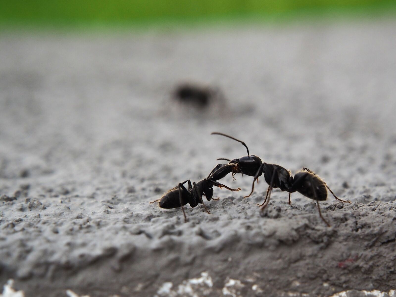 Olympus OM-D E-M10 sample photo. Ants, parts, ant photography