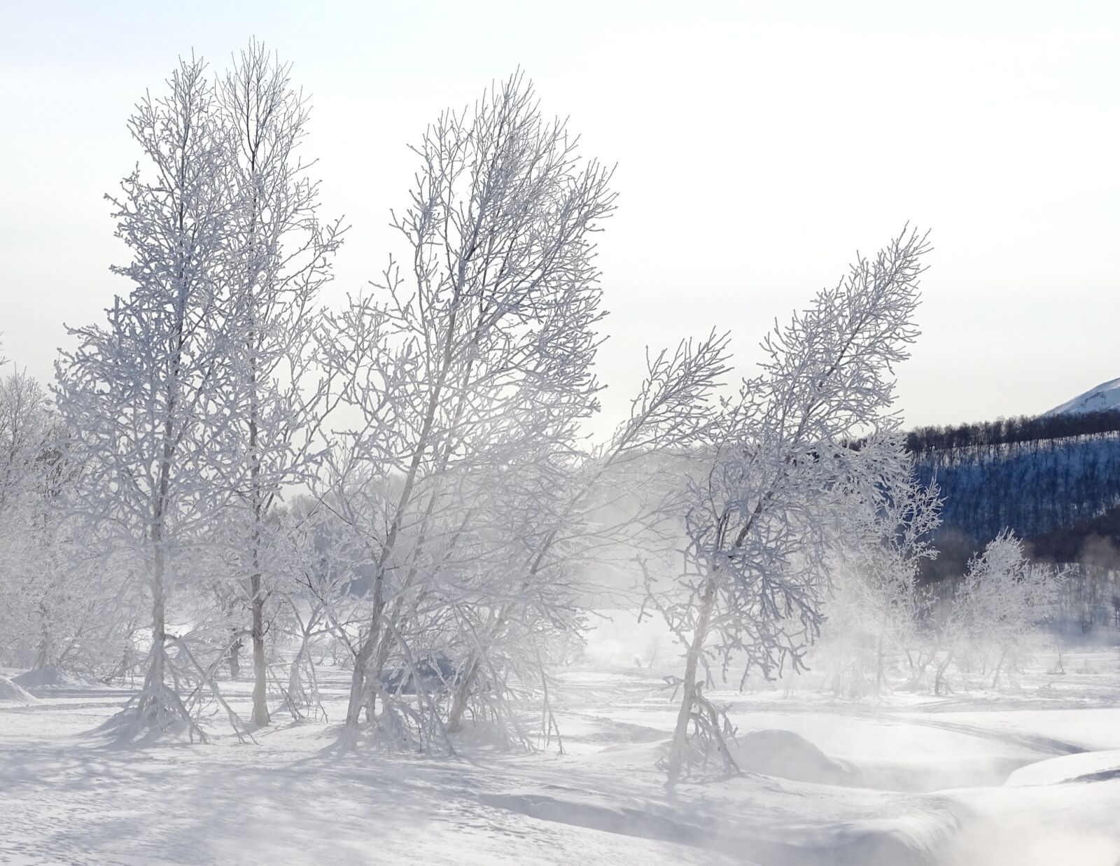 Sony DSC-HX400 sample photo. Winter, forest, leann photography