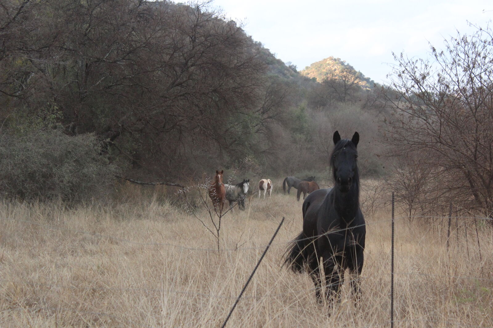 Canon EOS 1200D (EOS Rebel T5 / EOS Kiss X70 / EOS Hi) sample photo. Horses photography
