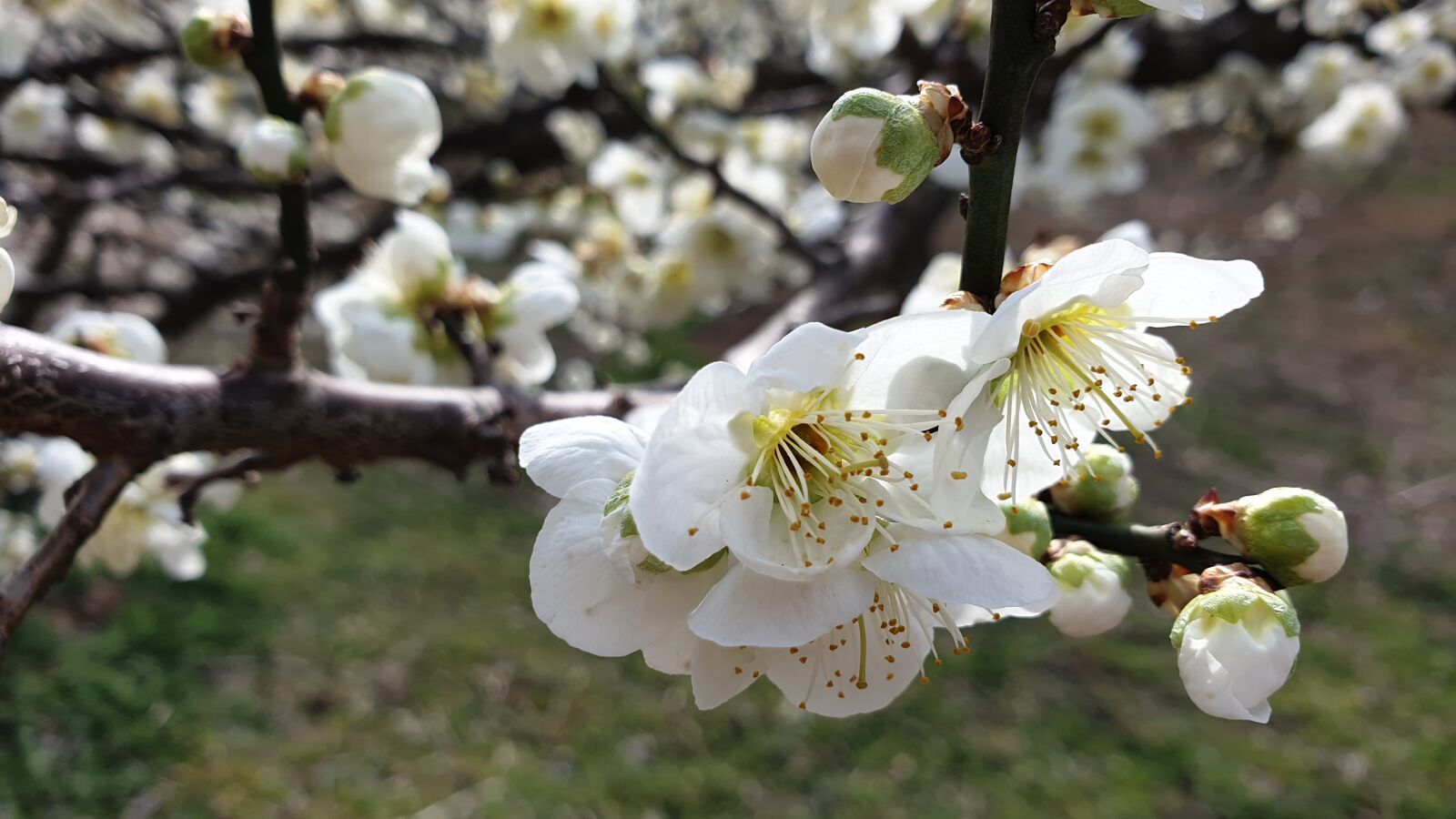 Samsung Galaxy Note9 sample photo. Spring, flowers, plum photography