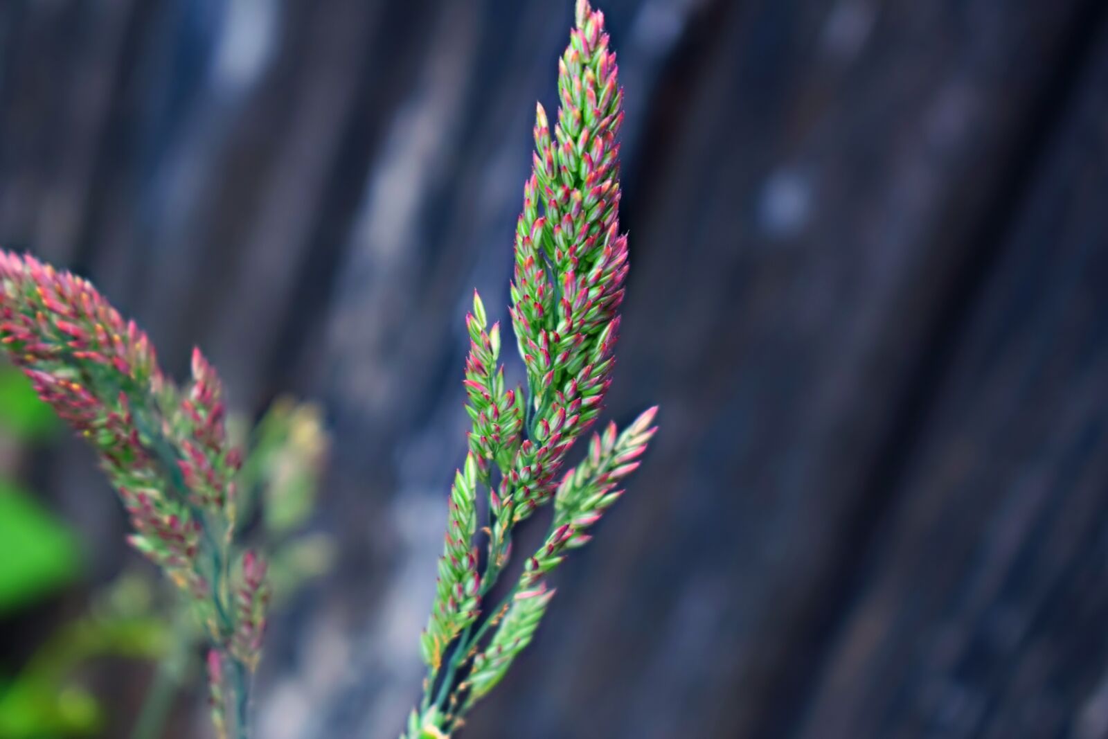 Nikon D3300 sample photo. Grass, macro, plant photography
