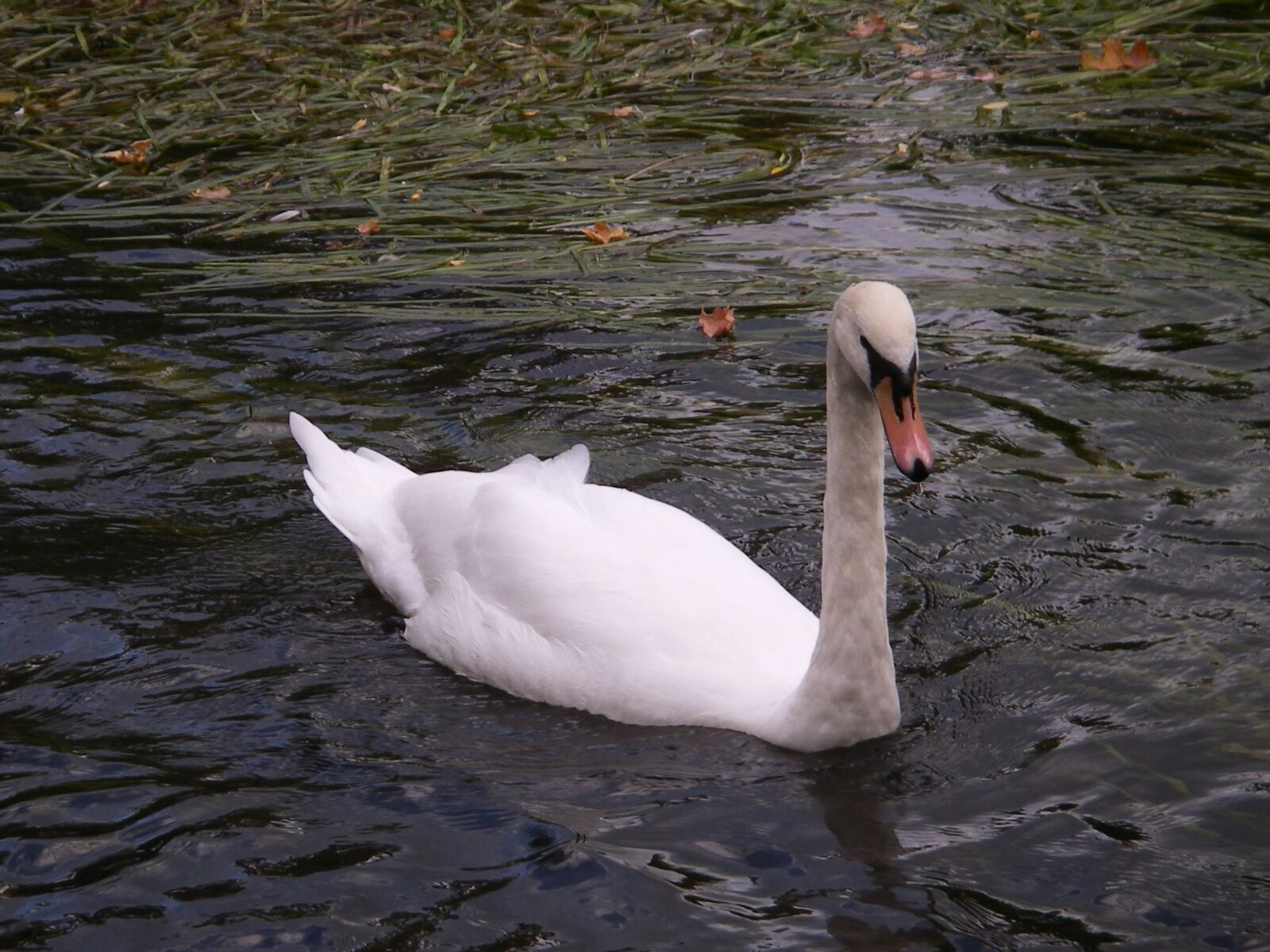 Pentax OPTIO WPI sample photo. Swan, bird, river photography