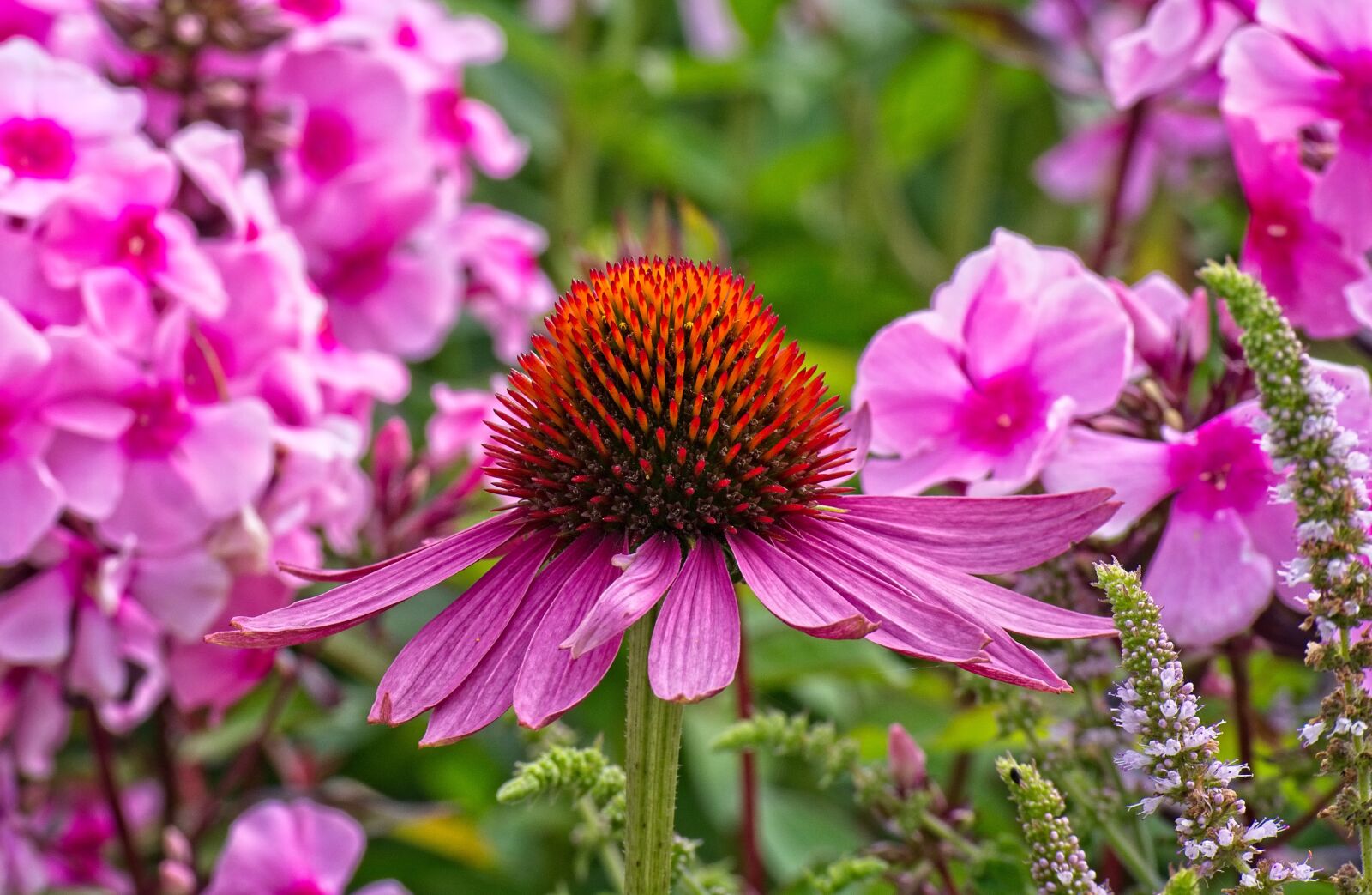 Nikon D7100 sample photo. Coneflower, echinacea, flower photography
