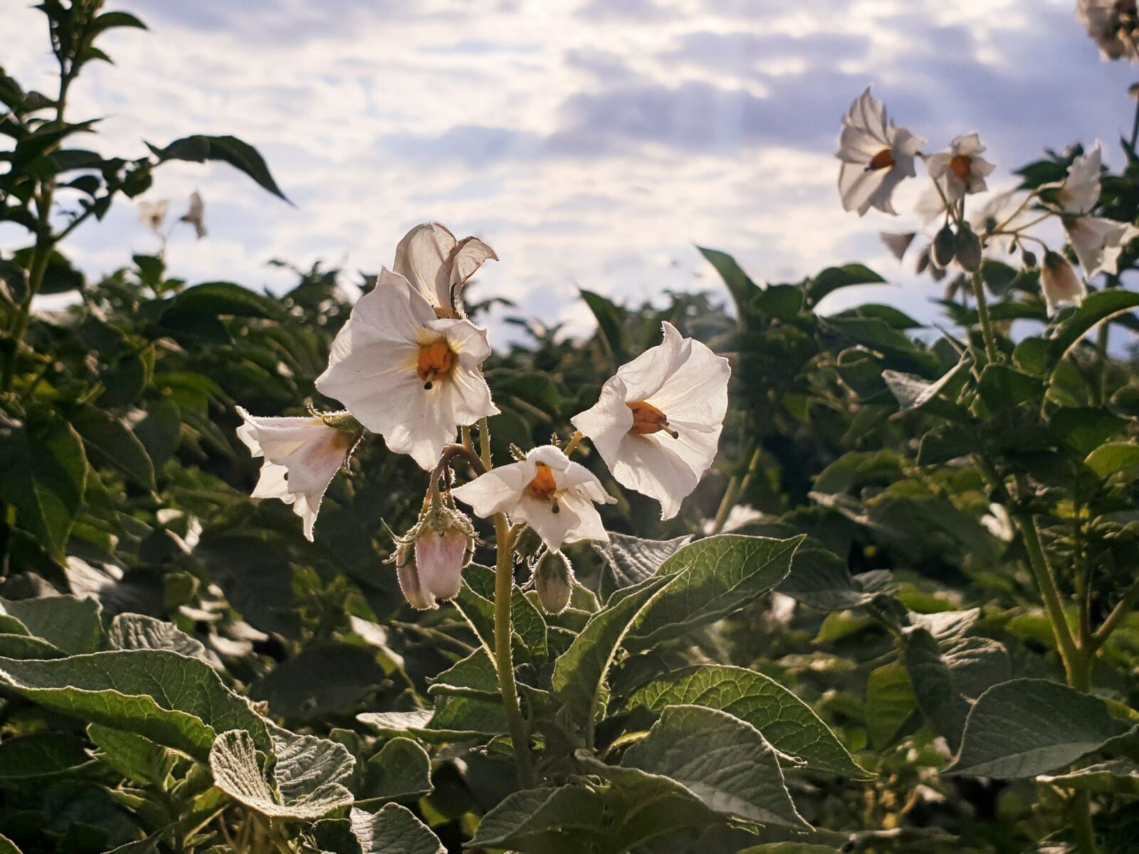 Samsung Galaxy Note9 sample photo. Blossom, bloom, flower photography