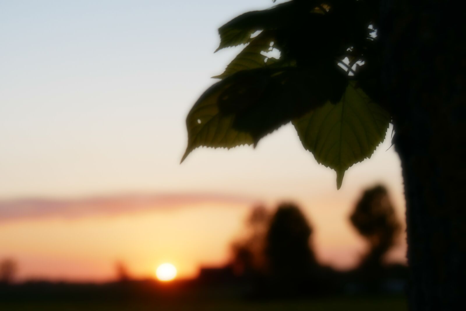 Panasonic Lumix DMC-G85 (Lumix DMC-G80) sample photo. Evening sun, morning, morning photography