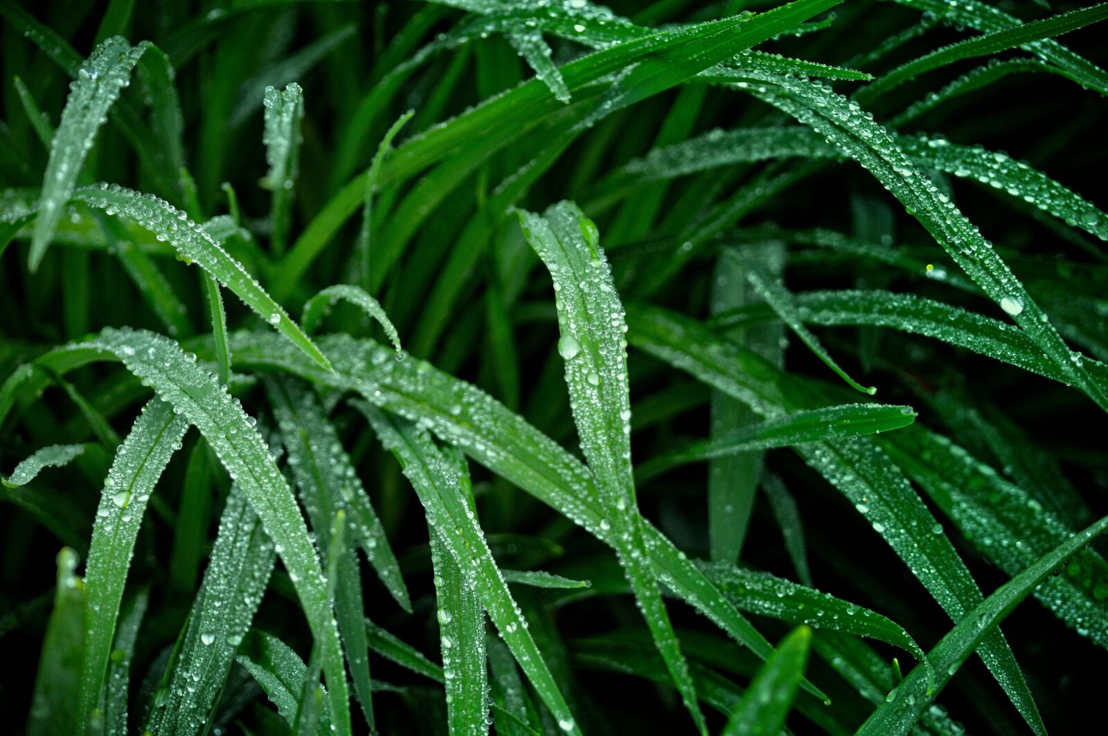 Nikon D3200 sample photo. Lily, foliage, leaves photography