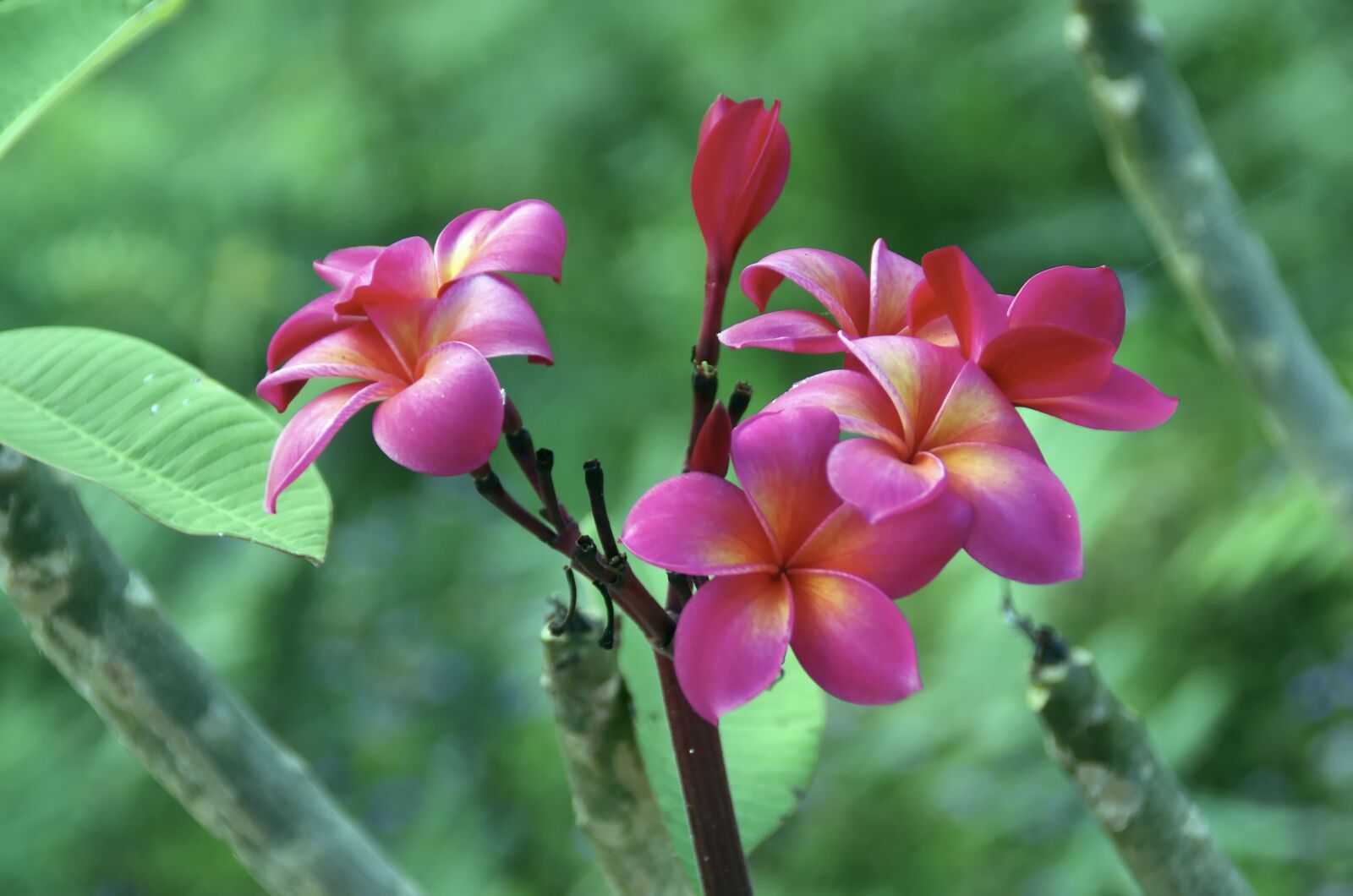 Pentax K-5 sample photo. Frangipani, flowers, roses photography