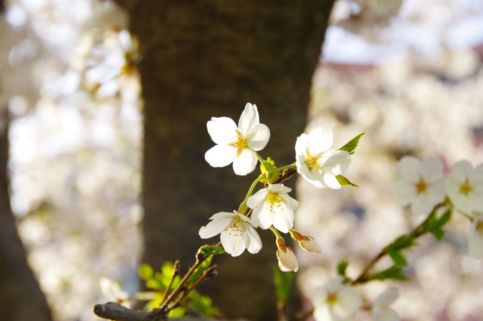 Pentax K-3 sample photo. Cherry blossom close-up, cherry photography