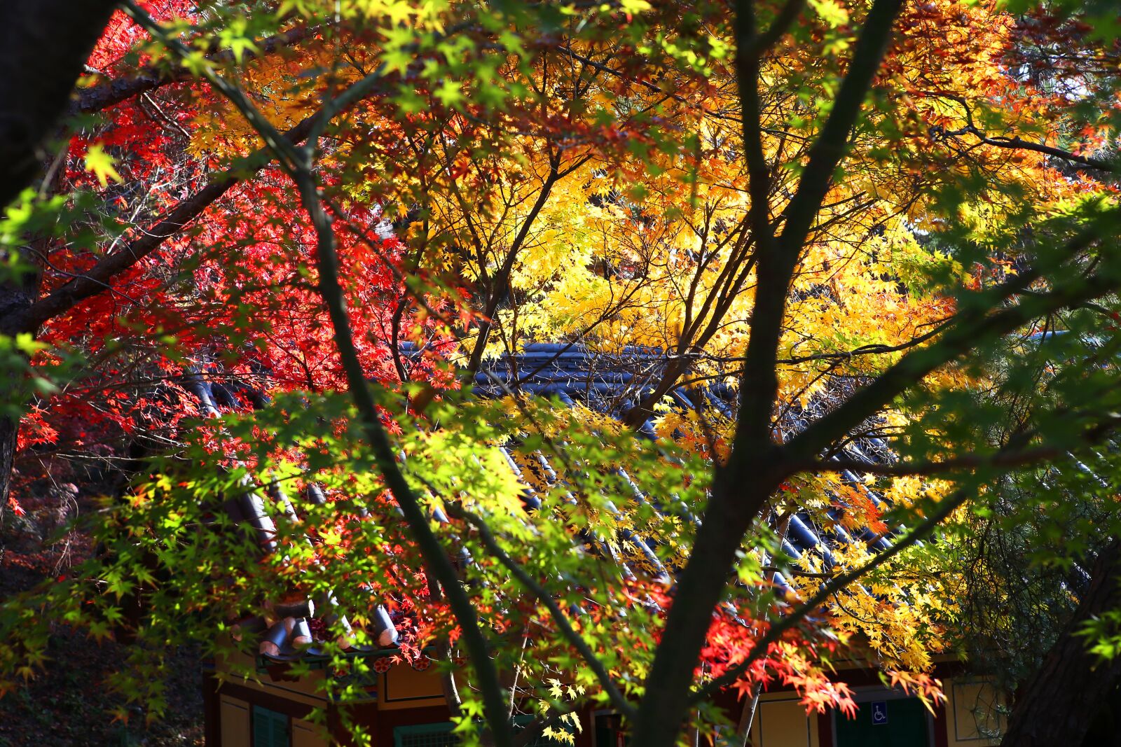 Canon EF 24-70mm F2.8L USM sample photo. Autumn, autumn leaves, temple photography